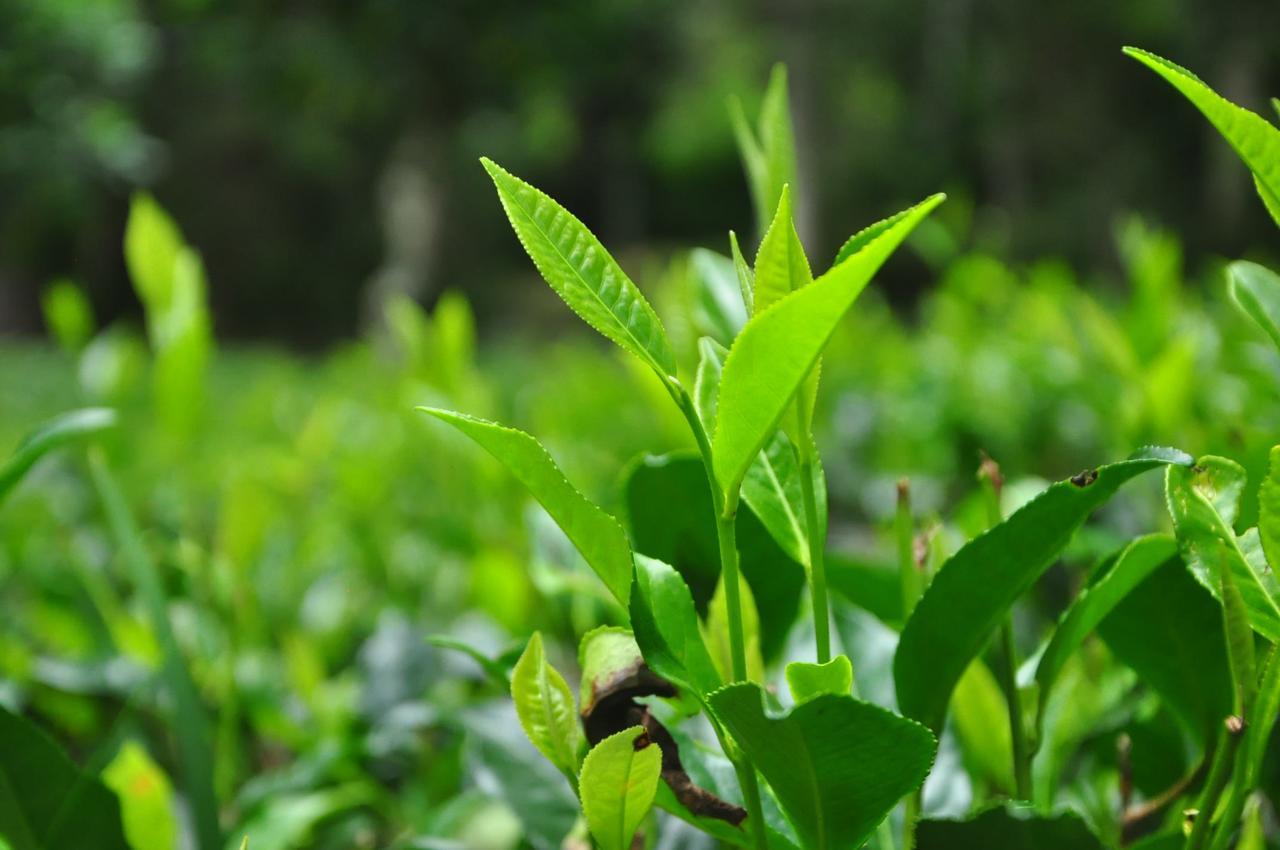 Nature Relax Ella Luaran gambar