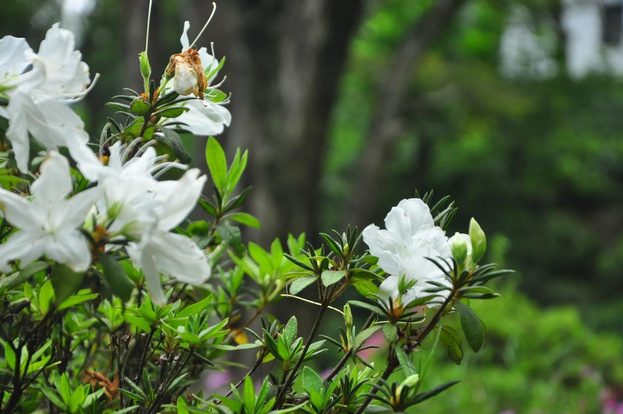 Nature Relax Ella Luaran gambar